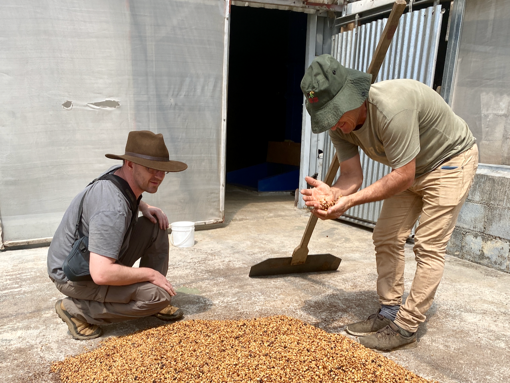Ozone Green Buyer Roland Glew checking coffee drying on concrete patios at the Los Hermanos Aguilera mill in Costa Rica.