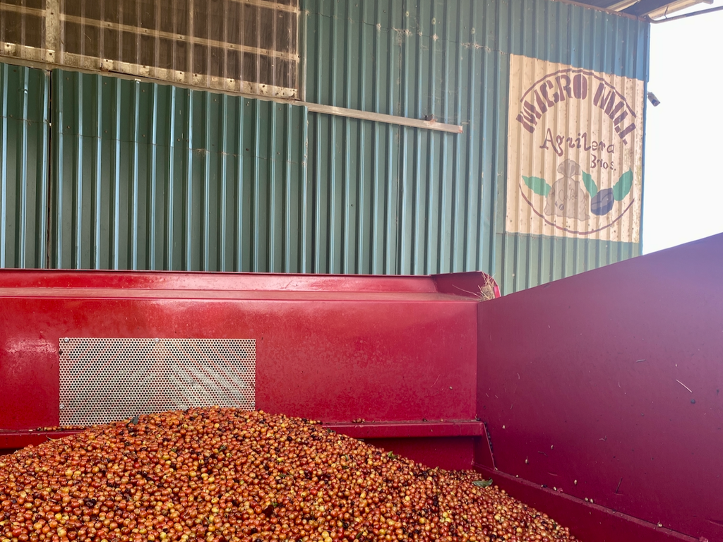 Freshly picked coffee cherries awaiting processing at the Los Hermanos Aguilers micromill in Costa Rica