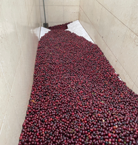 Fresh coffee cherries about to be processed at Beneficio San Pedro in El Salvador