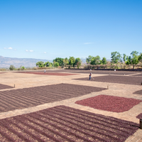 A view over the concrete drying patios at the Beneficio Los Ausoles in Ahuachapán, El Salvador. Harvested coffee cherry can be seen drying in the sun and being raked/turned by workers.
