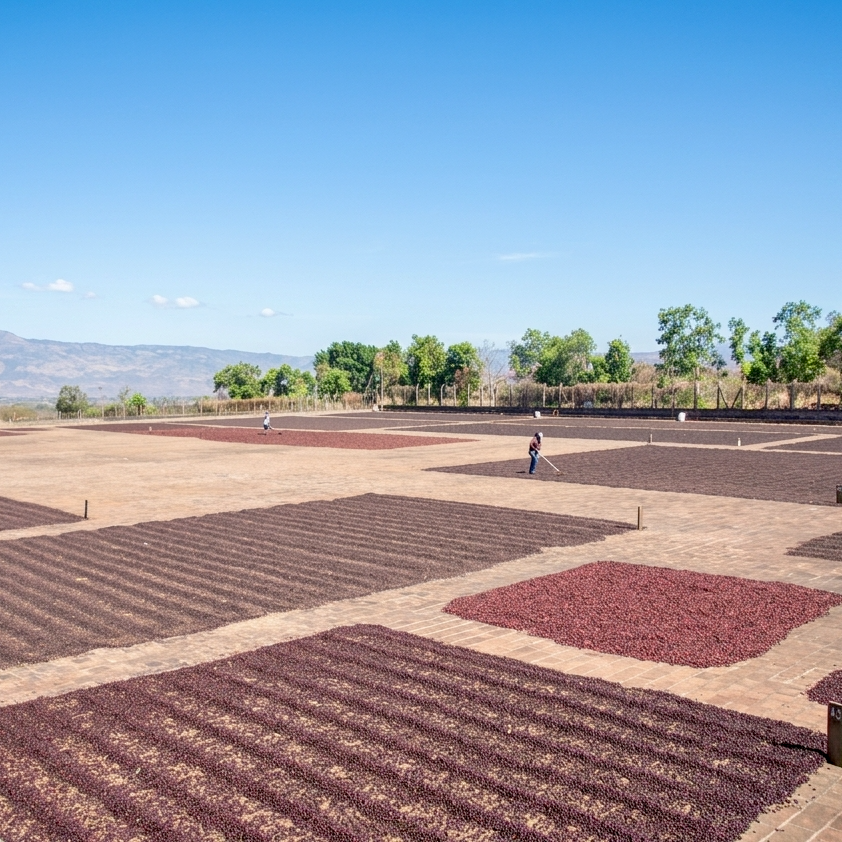A view over the concrete drying patios at the Beneficio Los Ausoles in Ahuachapán, El Salvador. Harvested coffee cherry can be seen drying in the sun and being raked/turned by workers.