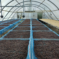 Processed coffee drying on raised beds at the Mae Chedi cooperative in Thailand