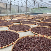 Processed coffee drying on concrete patios at the Mae Chedi cooperative in Thailand