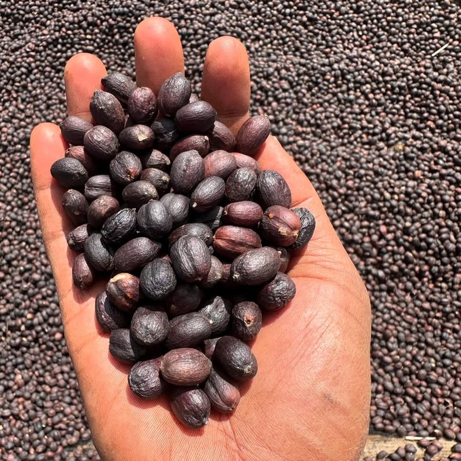Naturally processed coffee held in a hand above other coffee cherries drying on a raised bed in Jimma, Ethiopia;