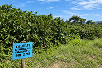 Ethiosar varietal coffee growing in Nicaragua