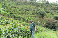 Peru: La Palestina, SL9 'Inca Gesha' (Organic)