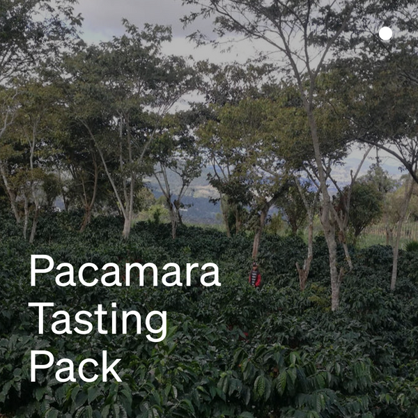 Pacamara Tasting Pack