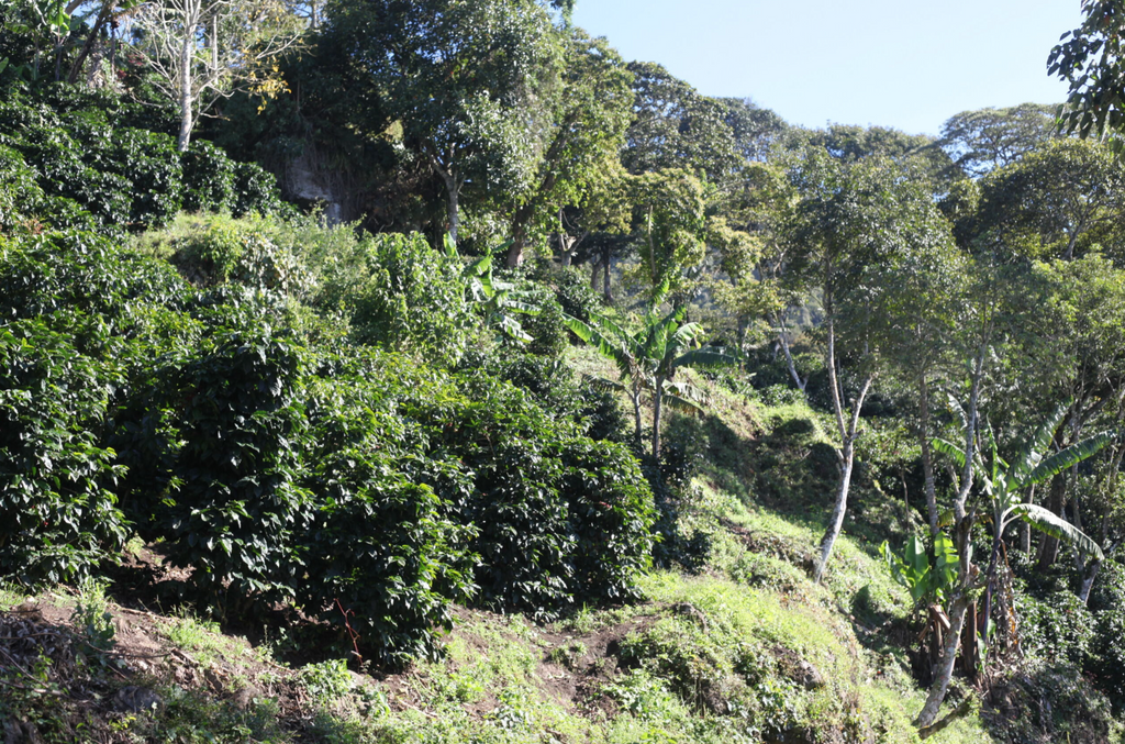 Coffee trees at Finca Limoncillo in Matagalpa, Nicaragua