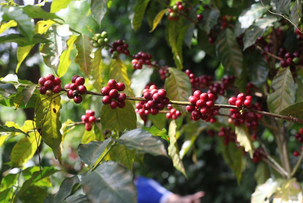 Coffee cherries growing at Finca San José, Jinotega, Nigaragua