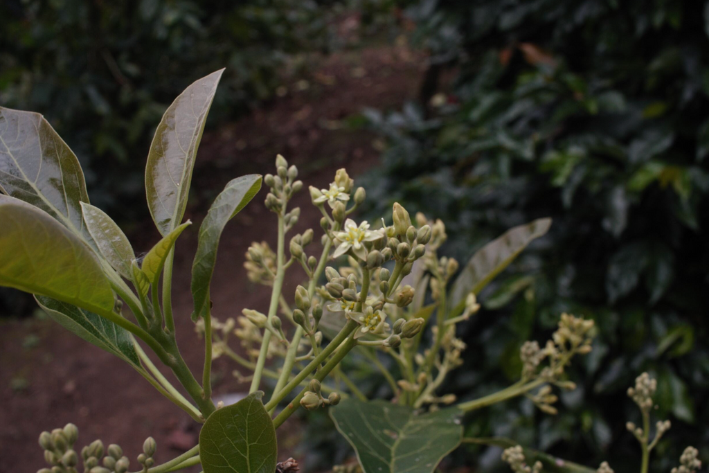 Coffee flowers at Las Delicias, Jinotega, Nigaragua