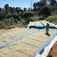 Coffee drying in Doi Pangkhon, Thailand, being turned by hand by a worker | Ozone Coffee Roasters