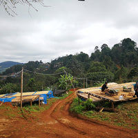 Coffee drying on raised bamboo drying beds while farm workers enjoy a break from work nearby at Doi Pangkhon in Thailand | Ozone Coffee Roasters
