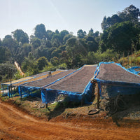 Two people working on coffee drying beds covered with blue netting in a rural area of Doi Pangkhon, Thailand, surrounded by lush greenery on a sunny day.