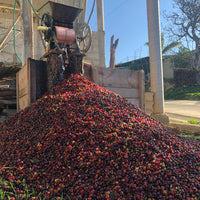 Depulper at La Cañada Tejao, Mexico