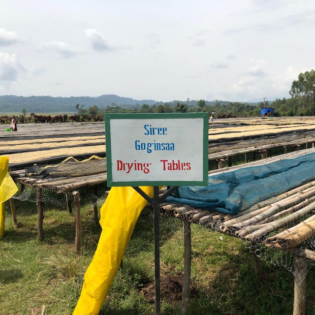 Festive Single Origin