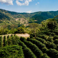 Bolivia: Trapiche, Coco Natural