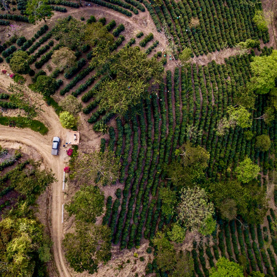 Bolivia: Trapiche, Coco Natural