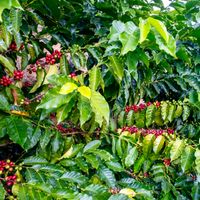 Bolivia: Victor Quiñonez