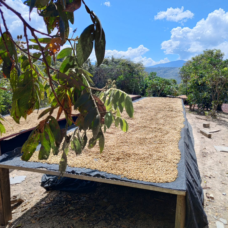 Bolivia: Grover Machaca