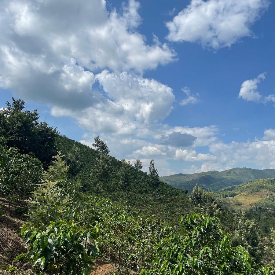 Rwanda: Mehembe, Murundo Farm