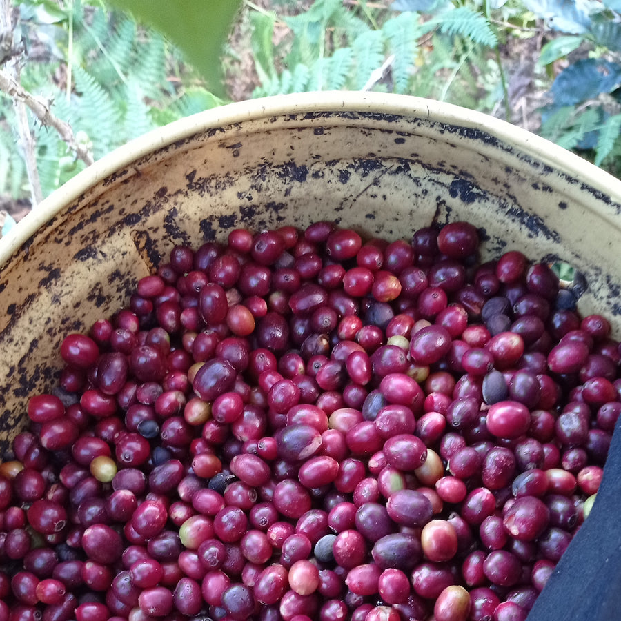 Coffee cherries at Agua Azul, San Antonio de Chingama, Cajamarca, Peru | ozonecoffee.co.uk