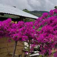 A beautiful tree at Agua Azul, San Antonio de Chingama, Cajamarca, Peru | ozonecoffee.co.uk