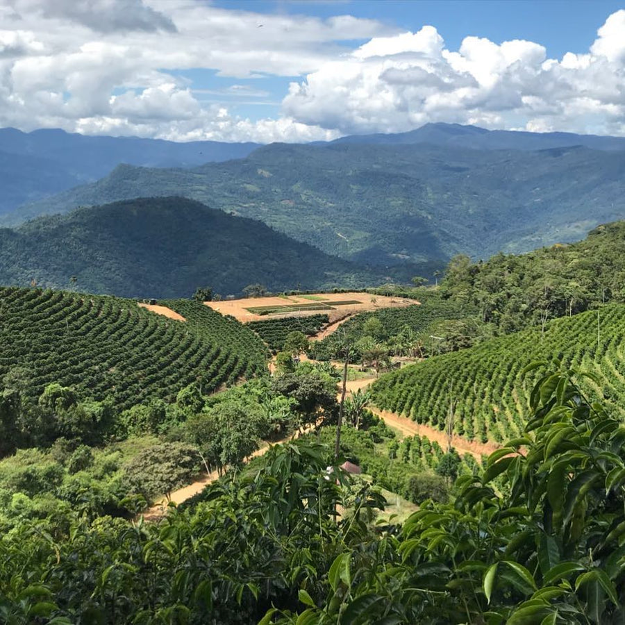 Views of Las Alasitas. Bolinda, Caranavi, Yungas, Bolivia | Ozone Coffee Roasters