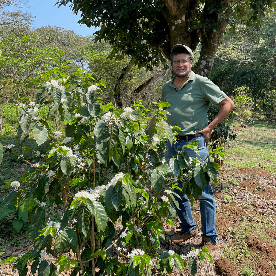 Francisco Flores at his farm Finca El Bosque in Amatitlán, Guatemala