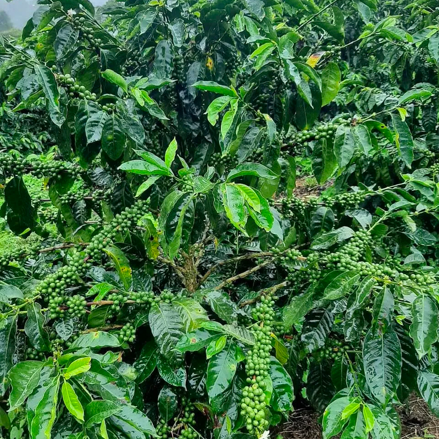 Centroamericano H1 varietal coffee growing on La Huella in Nicaragua around 1,300 metres above sea level