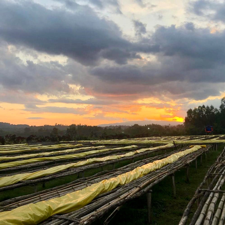 Sunset over the drying beds at Telila Yukro in the Jimma Zone of Ethiopia | Ozone Coffee