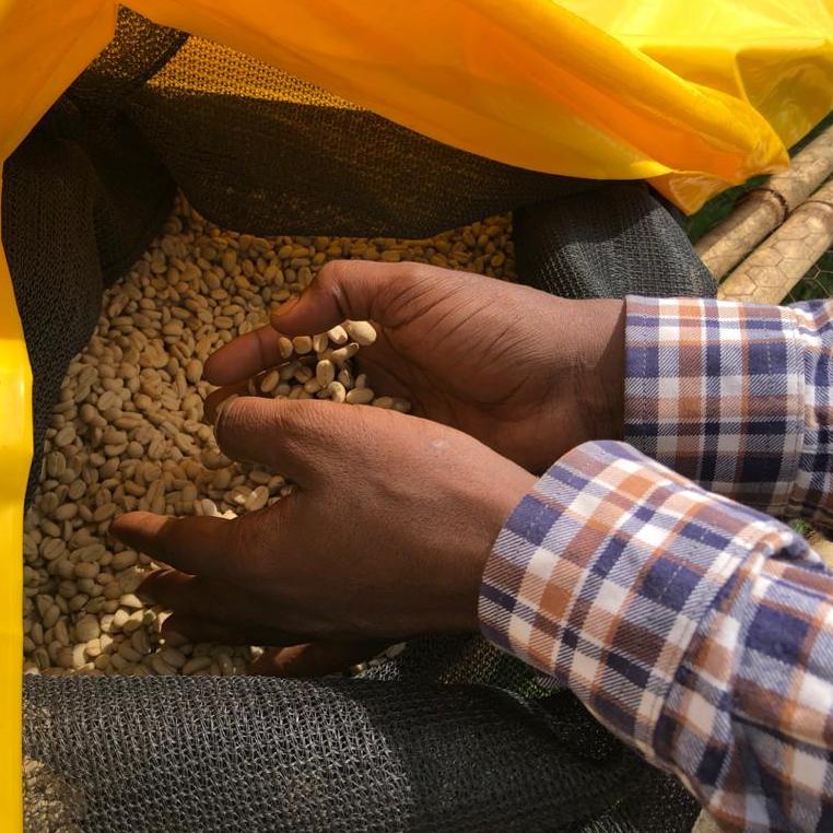 Inspecting a bag of green coffee at Telila Yukro in the Jimma Zone of Ethiopia | Ozone Coffee