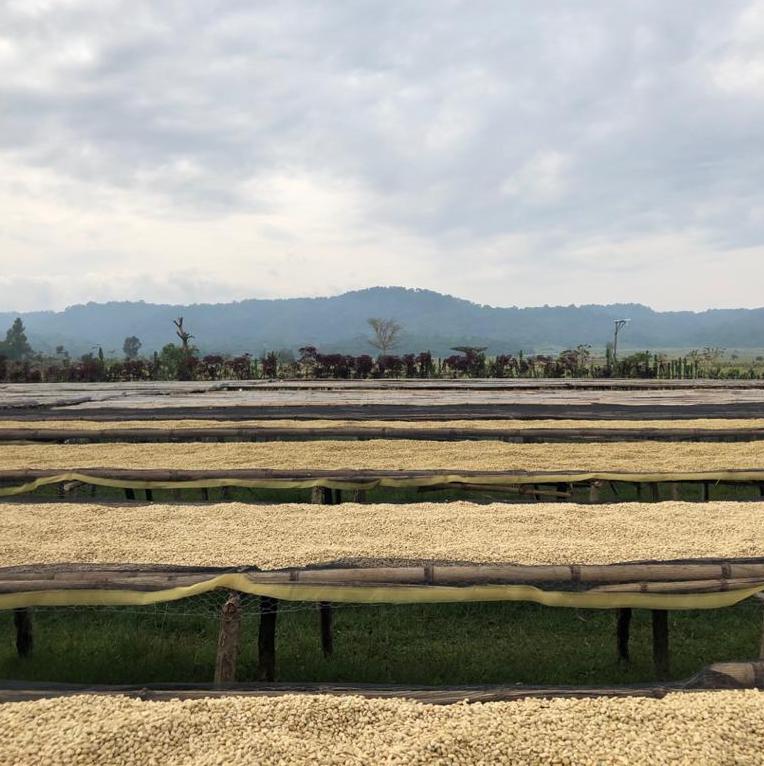 Drying beds with forest in the distant background at Telila Yukro in the Jimma Zone of Ethiopia | Ozone Coffee