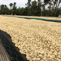 Drying beds at Telila Yukro in the Jimma Zone of Ethiopia | Ozone Coffee