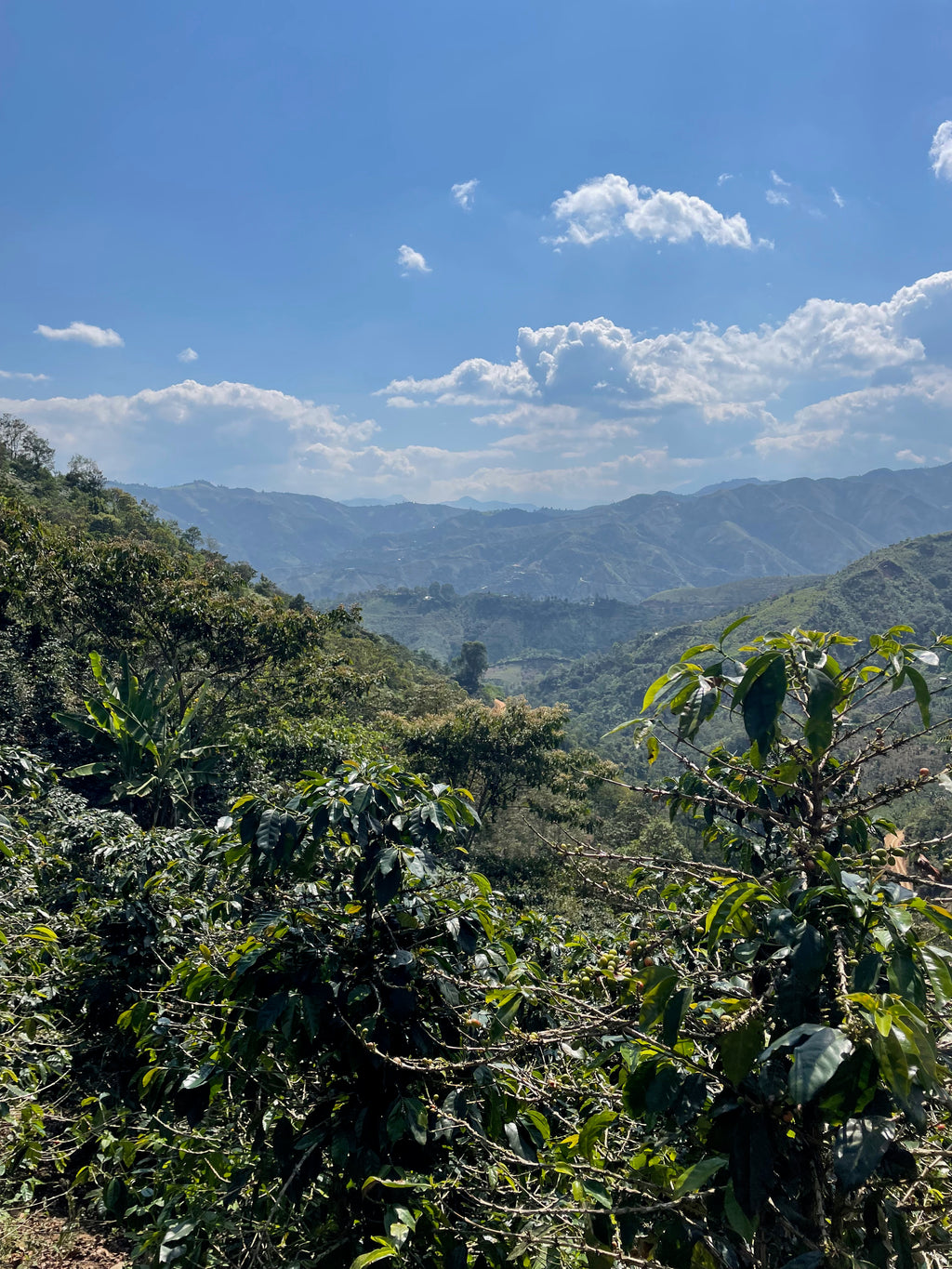 La Colpa, San Ignacio, Peru | Hasbean.co.uk