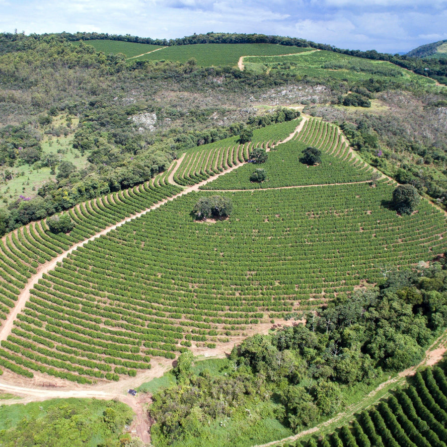 Ipanema Fazenda Rio Verde Premier Cru B65 Peach. Alfenas, Minas Gerais, Brazil. Hasbean.co.uk