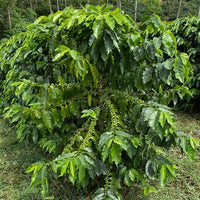 Ethiosar varietal coffee growing at Finca Limoncillo in Matagalpa, Nicaragua