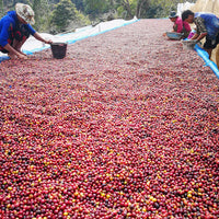 Workers hand sorting coffee cherries at Doi Pangkhong, Chiang Rai, Thailand | Ozone Coffee Roasters
